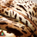 Raschel tekk 150x200